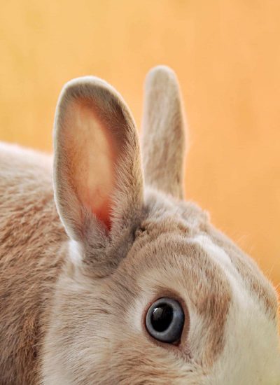 emiliano-vittoriosi-PwXIsh7QpsI-unsplash emiliano-vittoriosi-PwXIsh7QpsI-unsplash